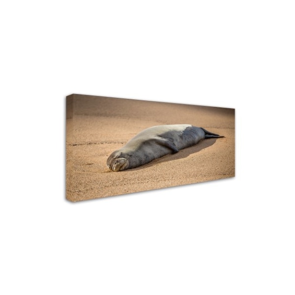 Pierre Leclerc 'Endangered Monk Seal' Canvas Art,12x24